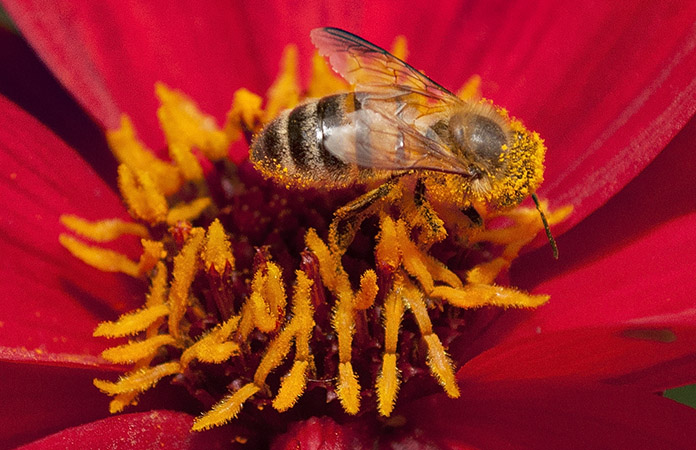 A bee covered with pollen on a red flower in the Luxembourg Gardens. Since the end of the 1850s the jardin du Luxembourg has a garden of bee-hives, where courses in apiculture are offered.
