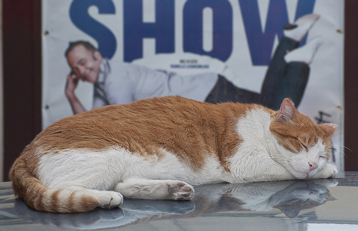 Le chat résident de la maison sur le toit dune voiture devant La Baguette du Marais au 7, rue Sainte-Croix-de-la-Bretonnerie.