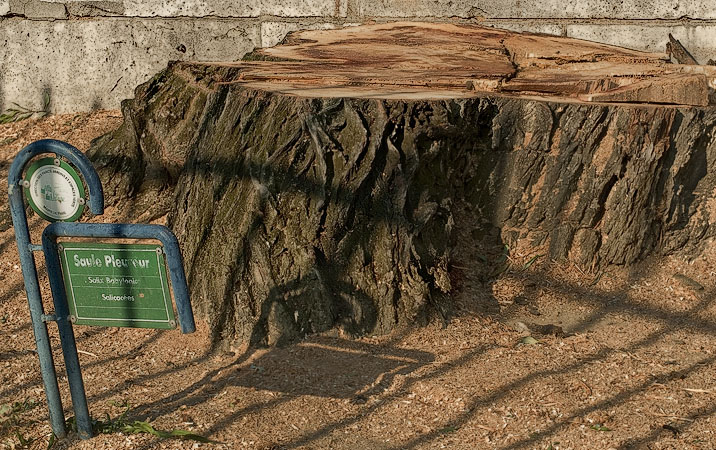 Ce qui en restait de cet bel arbre le 29 juin 2009, apr&egrave;s que la ville de Paris a trouv&eacute; bon dabbattre un saule pleureur qui semblait autrement en bon sant&eacute;.