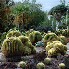 Des cactus aux Huntington Botanical Gardens, San Marino.