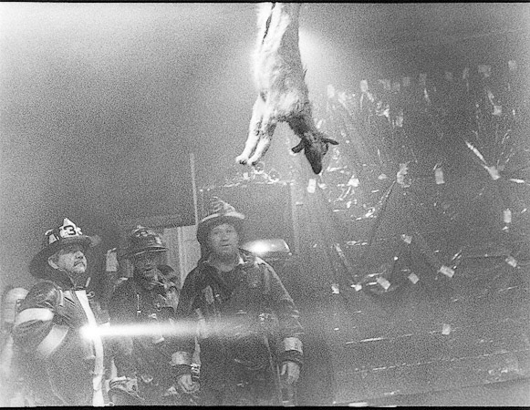 Boston firemen looking at a goat hanging from the ceiling at the Boston Film & Video Foundation after a performance by Joe Coleman in 1989.