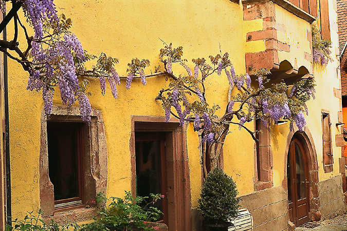 Krybende wisteria smykke en gennemtrænge gul mur i Guebwiller