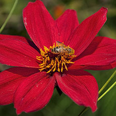 A bee covered with pollen on a red flower in the Luxembourg Gardens.