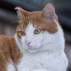 A cat in front of the «Baguette du Marais» bakery.