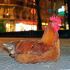 Deux poules sur le trottoir devant la gare de l’Est.