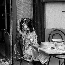 A dog sitting at a table in front of a café next to canal Saint-Martin.