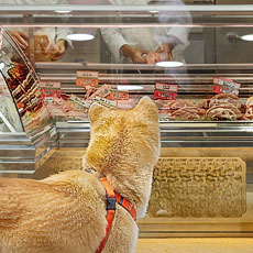 A Japanese Shiba Inu dog in front of a butcher shop.