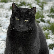 A black cat behind the entrance to le Forum des Halles.