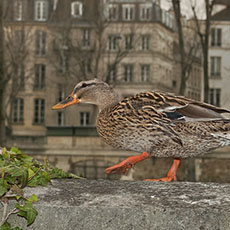 A female duck on a quay-side wall on île de la Cité.