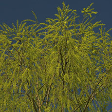 A weeping willow tree at the eastern tip of île de la Cité.