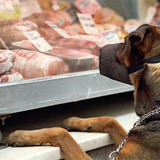 A dog in front of a meat market on île Saint-Louis.