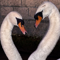 Two swans on the access ramp leading to the River Seine from île Saint-Louis.