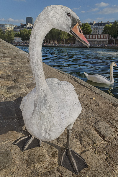 A swan near the bottom of the ramp on quai d’Orléans that leads to the River Seine.