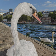 Un cygne sur la rampe d’accès du quai de Bourbon qui mène à la Seine.