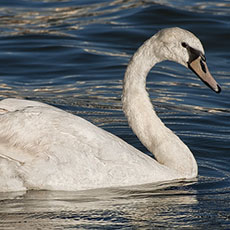 Un cygne sur la Seine en bas du quai d’Orléans.