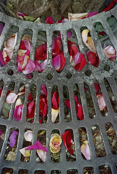 Flower petals sprinkled around the foot of a tree on île Saint-Louis.