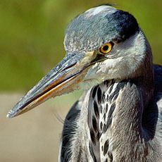 A grey heron in le jardin des Plantes.