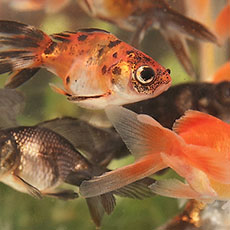 Des poissons rouges dans un aquarium au Marché aux Oiseaux.