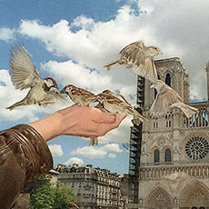 Un homme en train de donner à manger aux moineaux devant Notre-Dame.