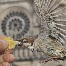 Deux moineaux sur la main d’un homme qui donne à manger de brioche devant la cathédrale Notre-Dame.