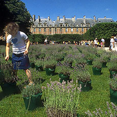 Där var många förevisa omkring lavender-växandet områdena, och förevisningarna av produkten av lavender