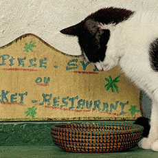 A cat in front of a squat below pont Louis-Philippe.