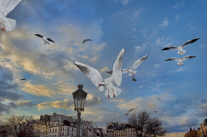 Seagulls in flight in front of Notre-Dame Cathedral on île de la Cité.