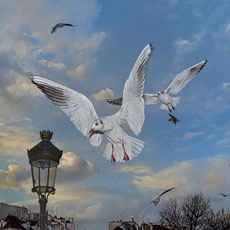 Des mouettes volant devant la cathédrale Notre-Dame sur l’île de la Cité.