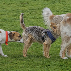 Deux chiens en train de lécher les fesses de deux autres chiens dans le jardin des Tuileries.