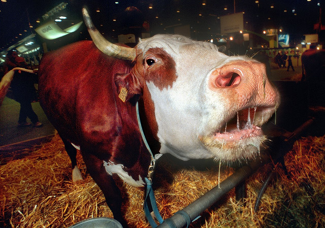 A drooling cow at the Agricultural Show at the Porte de Versailles.
