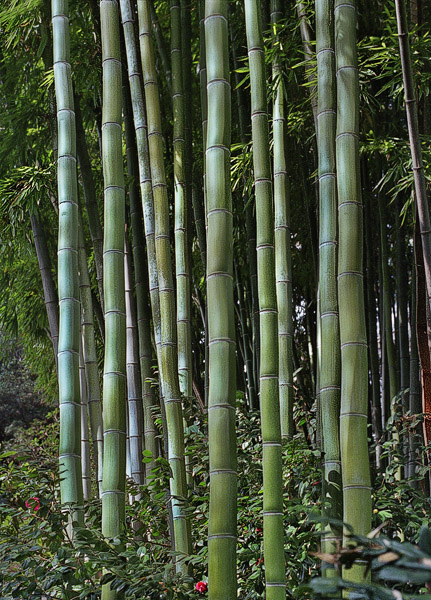 Des bambous aux jardins botaniques Huntington, à San Marin, Californie.