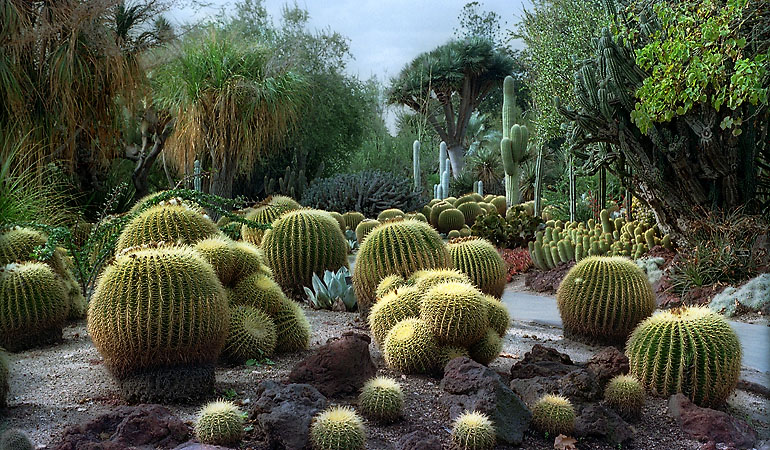 Un champ de cactus aux Huntington Botanical Gardens, San Marino, Californie.