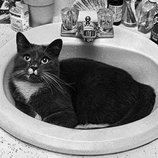 Un chat dans un lavabo à Somerville.