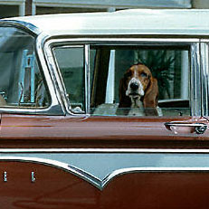 Bas hund og en Ford Edsel Jasper National Have