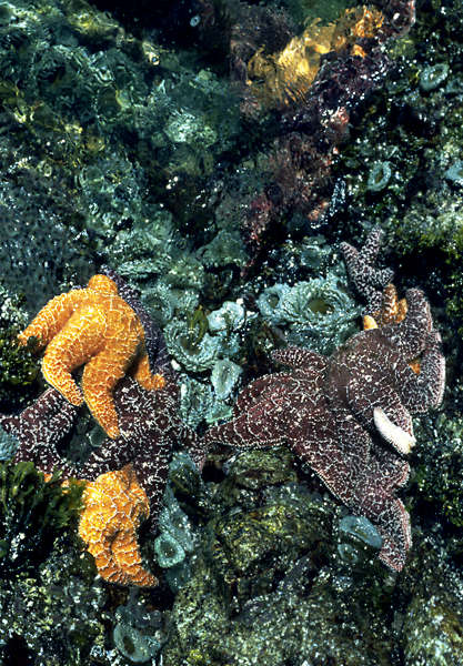 Pacific Rim National Park—Starfish and sea anemone