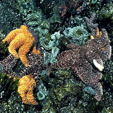 Pacific Rim National Parc—étoiles de mer et anémone.