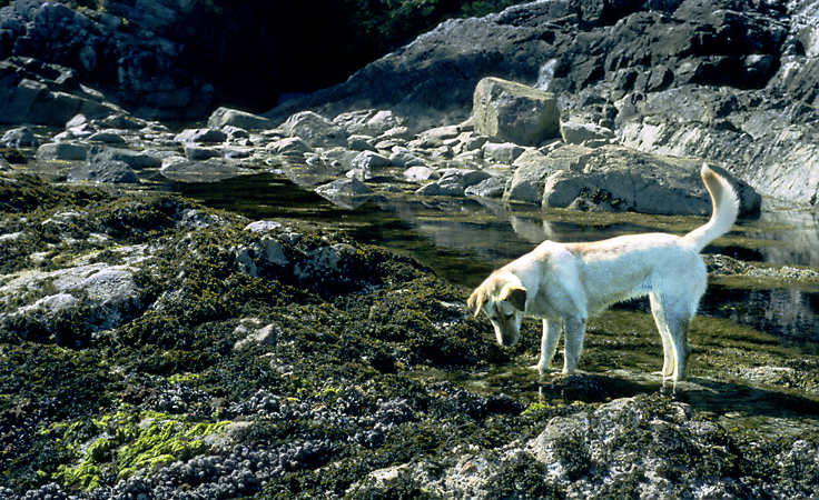 Life in the tidal pools fascinates a golden retriever, Victoria Island, British Colombia