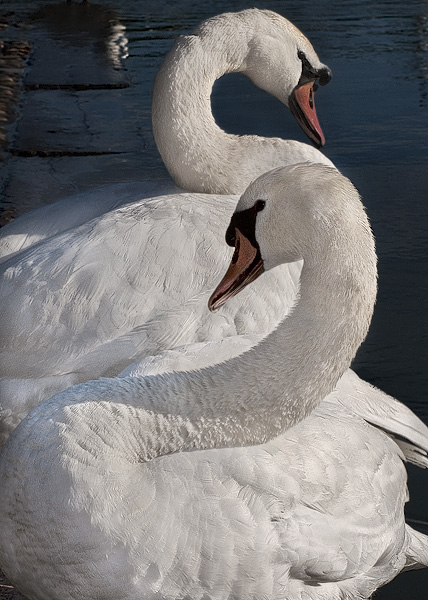 Two swans on Rhône River in Lyon.